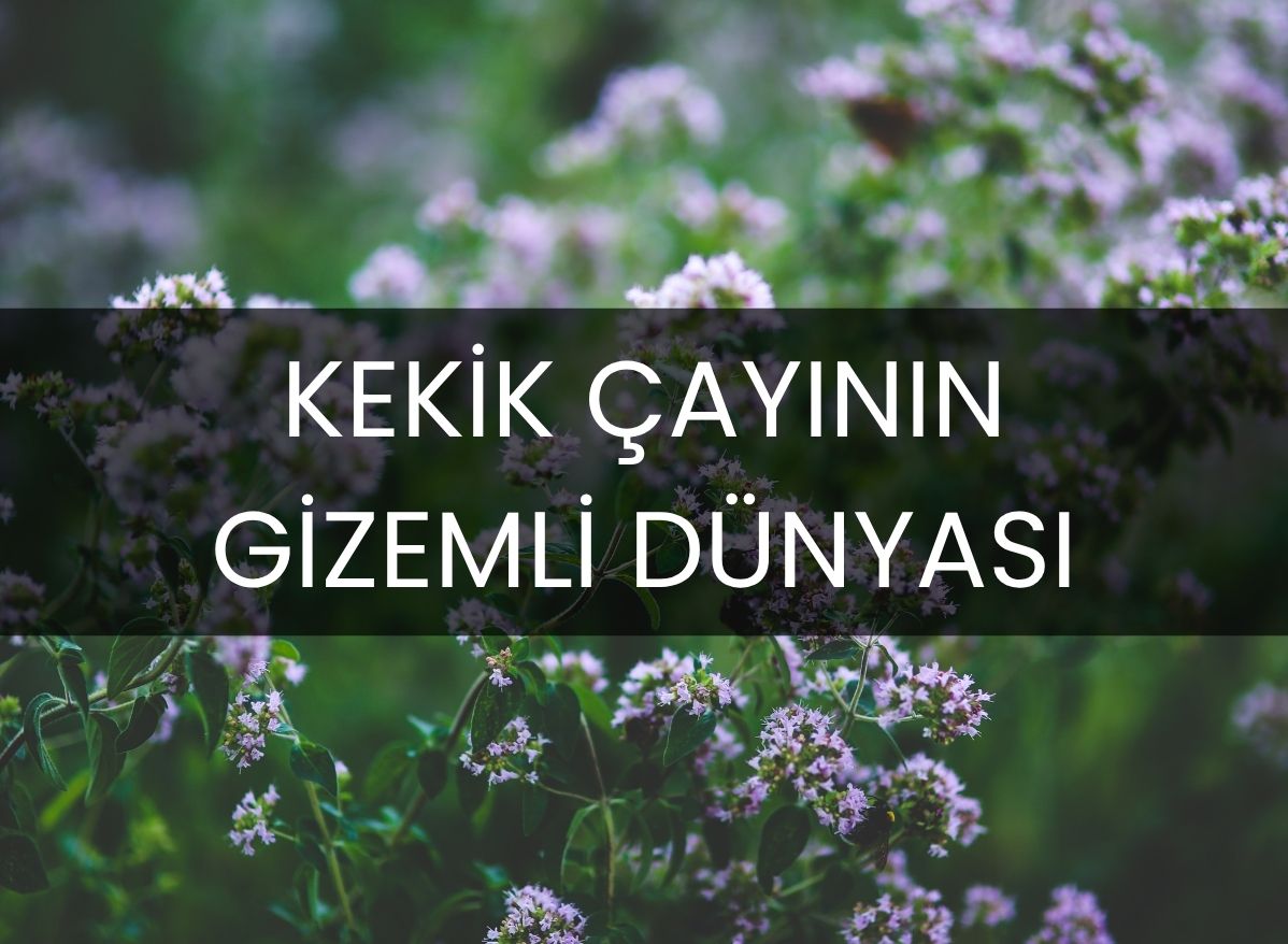 kekik-cayinin-gizemli-dunyasi