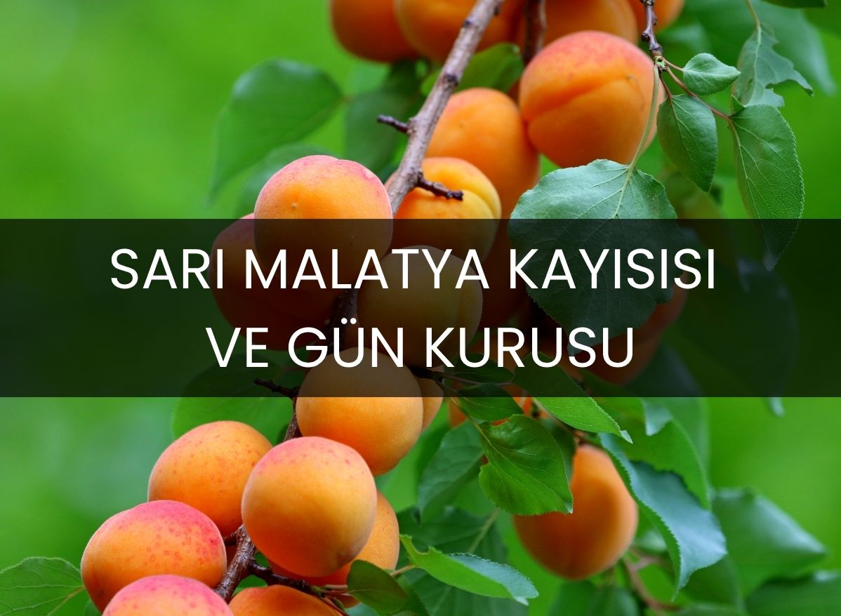 Sarı Malatya Kayısısı ve Gün Kurusu ile Sağlık Deposu!