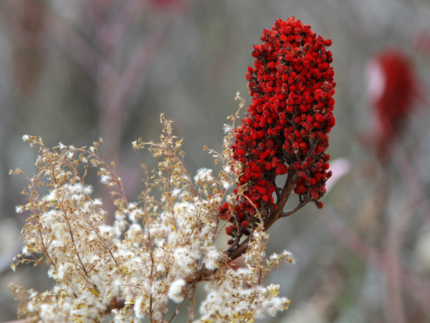 sumak-baharat