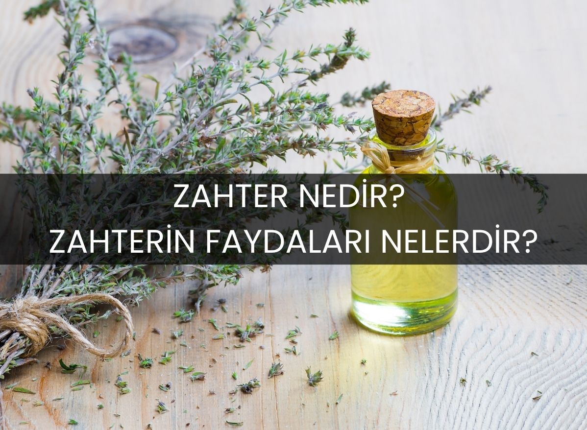 zahter-nedir-zahterin-faydalari-nelerdir