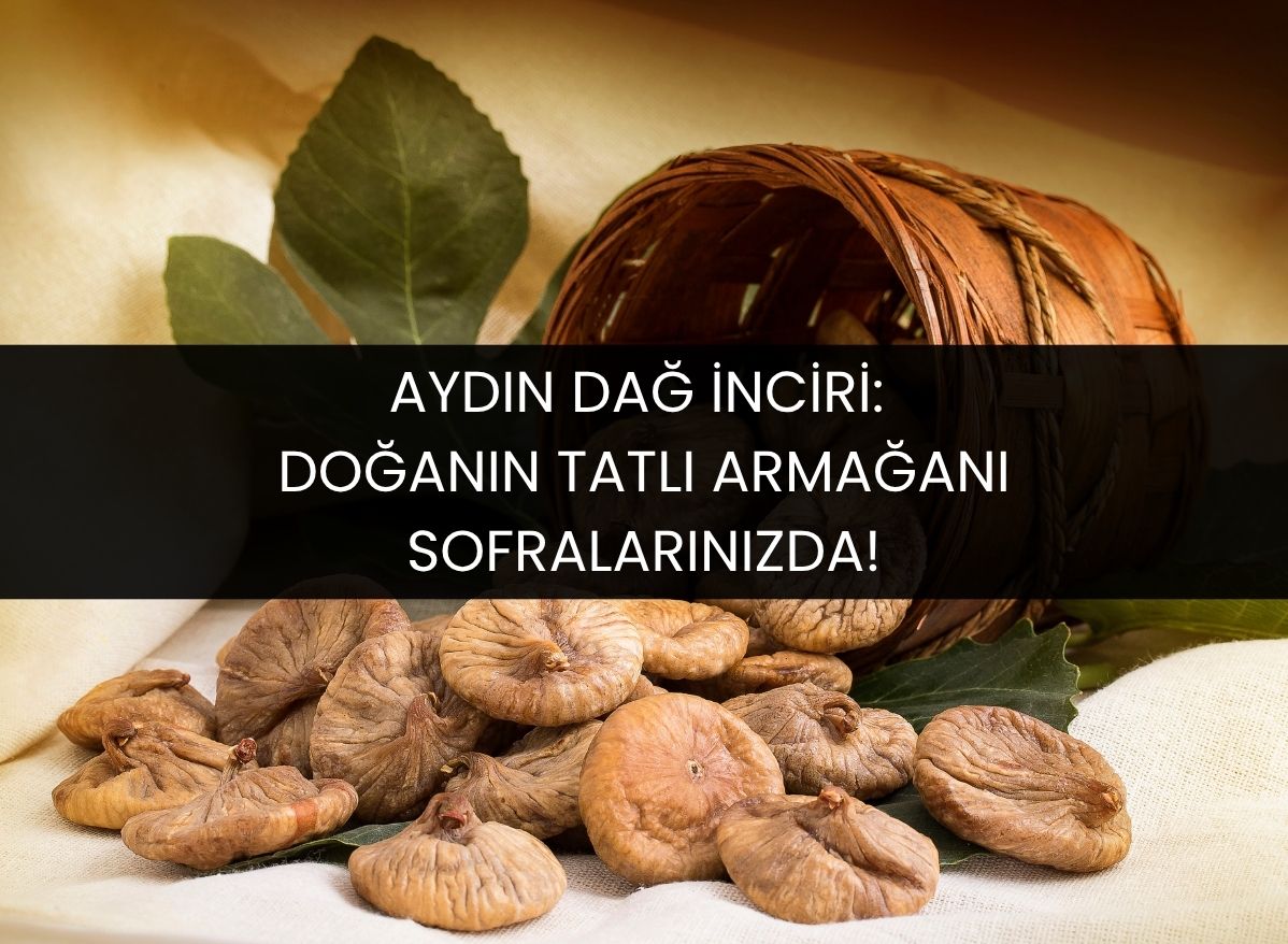 aydın dağ inciri ben gurme