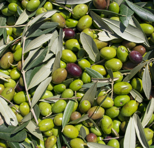 yesil-zeytin-salatasi